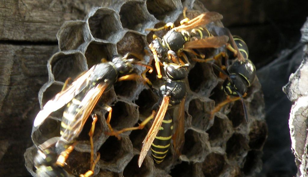 Polistes biglumis dalla Valsavarenche